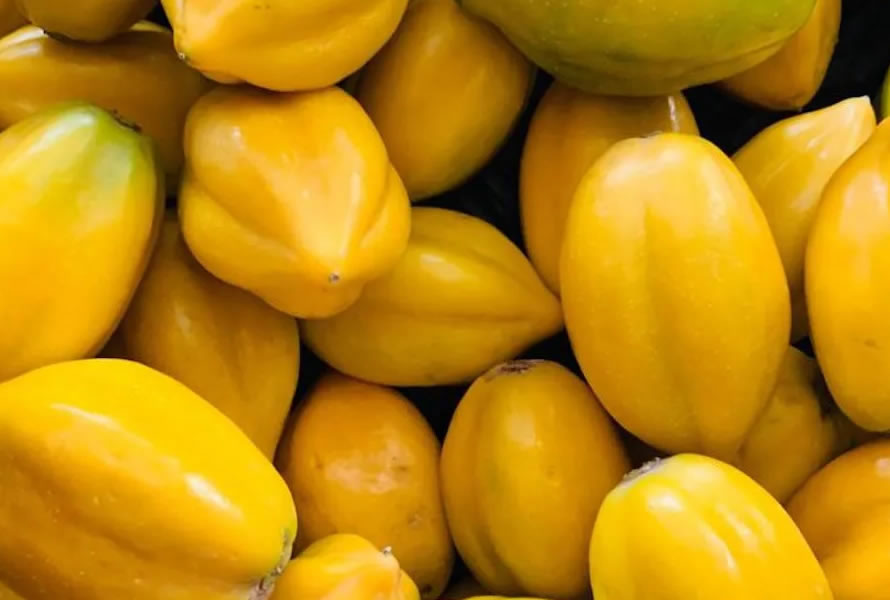 PAPAYA