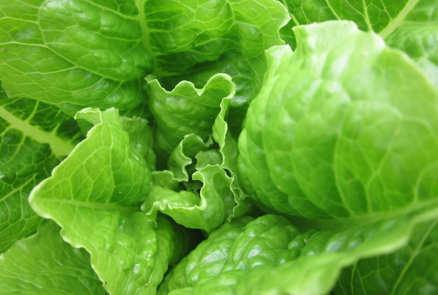 LECHUGA COSTINA